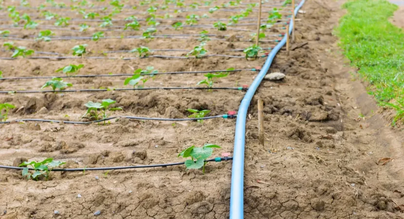 field-growing-with-drip-irrigation-system-phoenix-arizona-1892987166